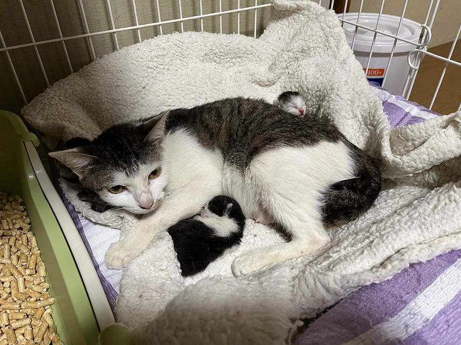 かわいそうだけでは助けられない　野良猫さんのこと㉗