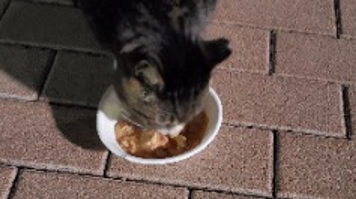 今日もたくさん食べに来てくれました。