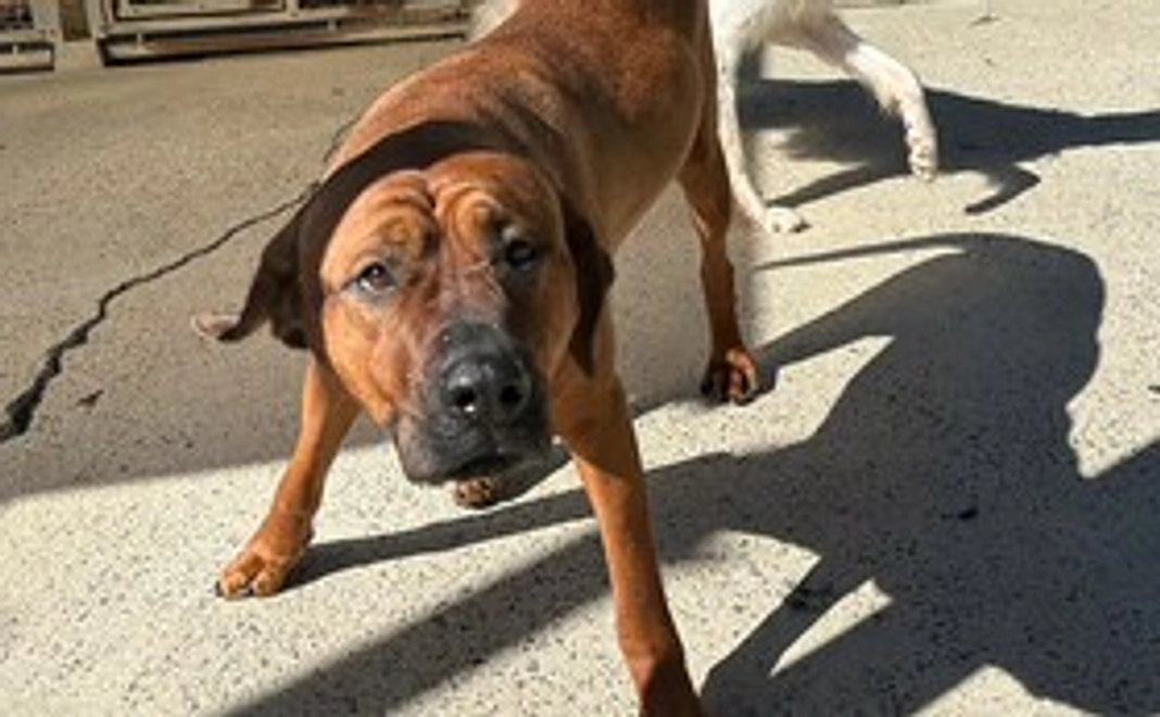 【リターン不要な方向け】おっぽの会応援コース：1万円