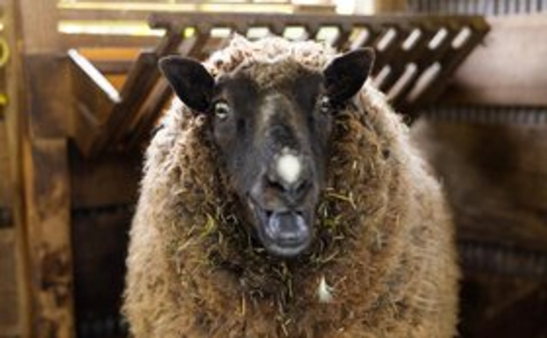 サンクスメール