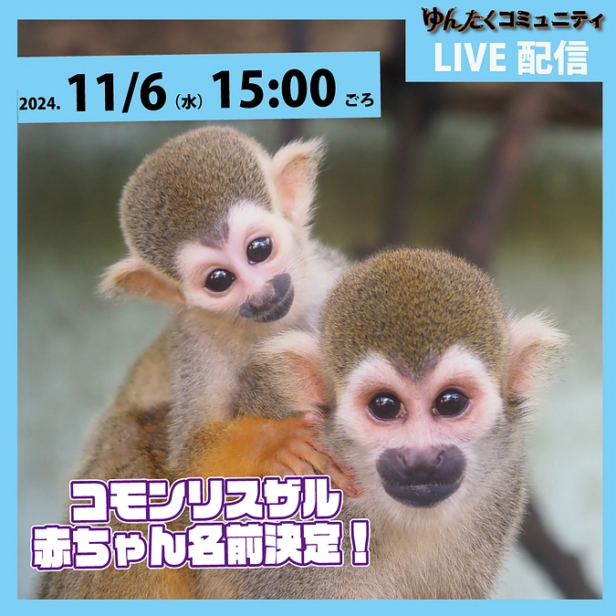 ゆんたくコミュニティ限定ライブ配信「コモンリスザル赤ちゃん名前決定！」