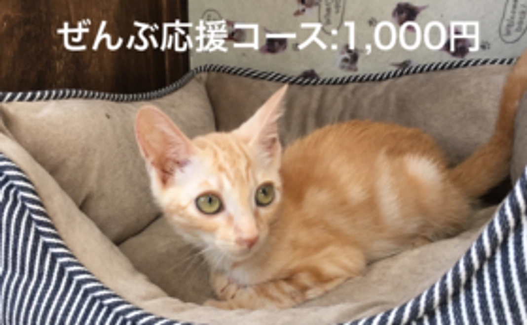 ぜんぶ応援コース：1,000円