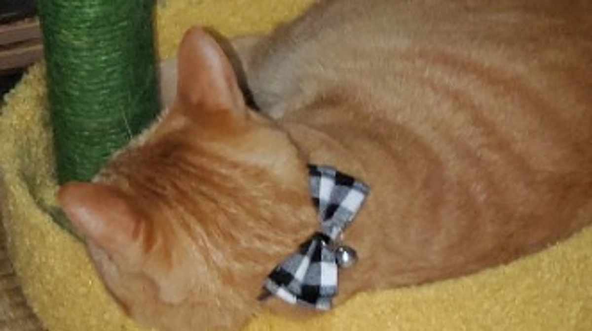 わかりやすい子。