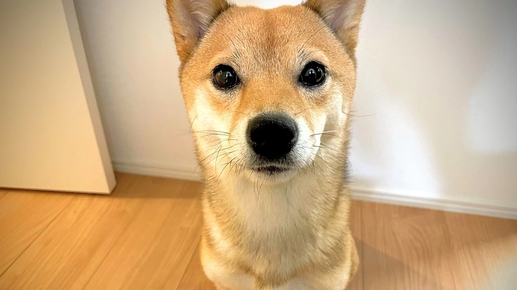 どうか助けてください。難病【突発性乳び胸】の手術費用ご支援のお願い