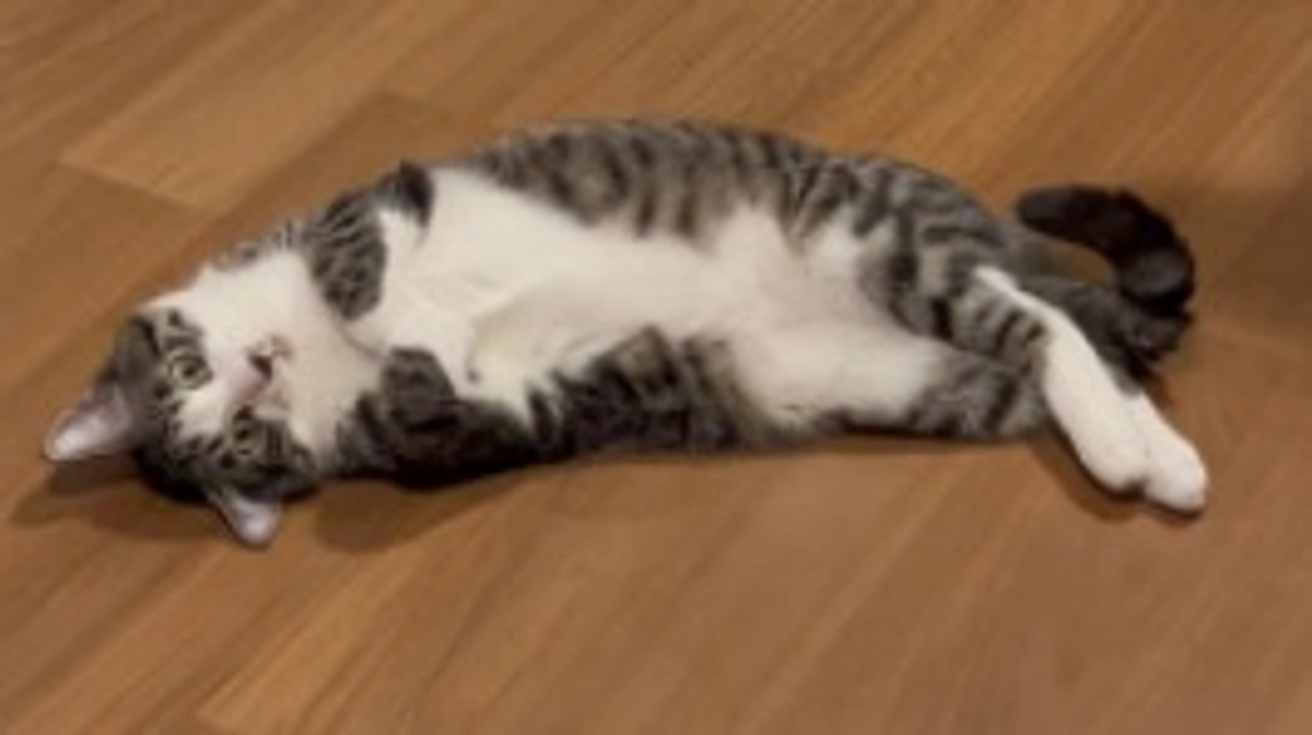 投薬を終えて2週間になりました。