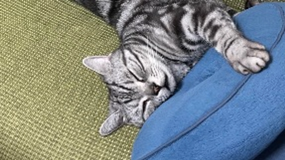 本日の銀時(投薬残り6日)