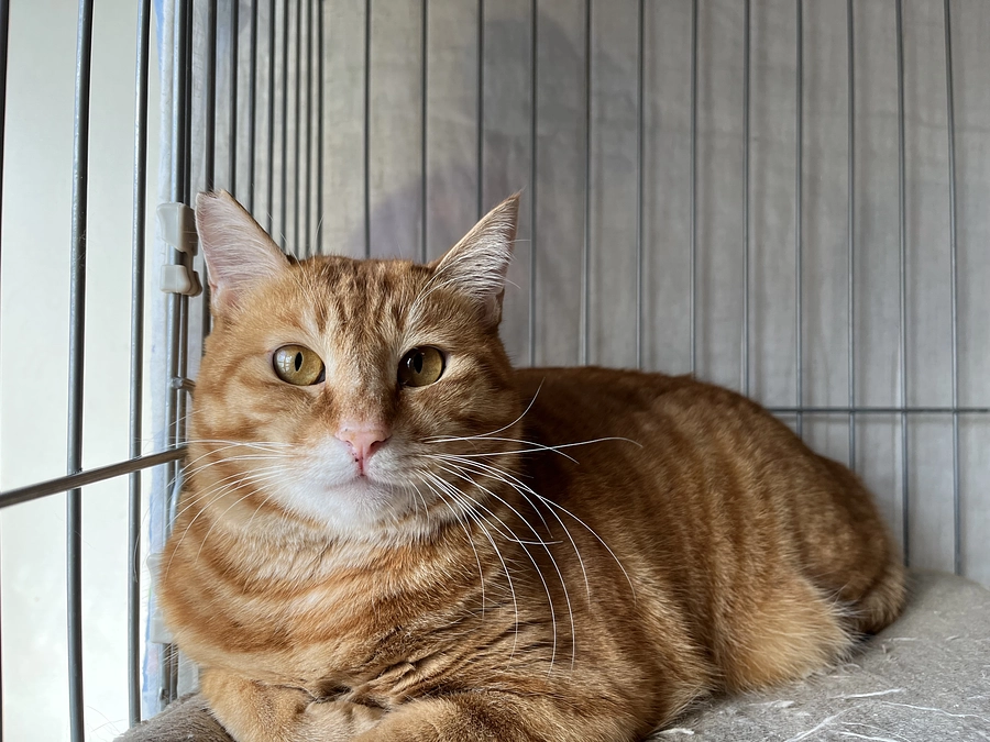 【リターンコース名の猫ちゃん紹介】人馴れ修行中の銀次