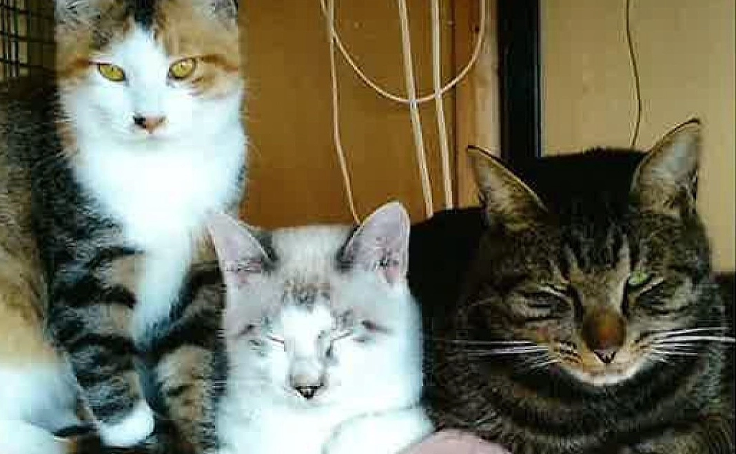 3,000円寄付プラン　ニャンとぞ みなさまのご支援をよろしくお願いします。