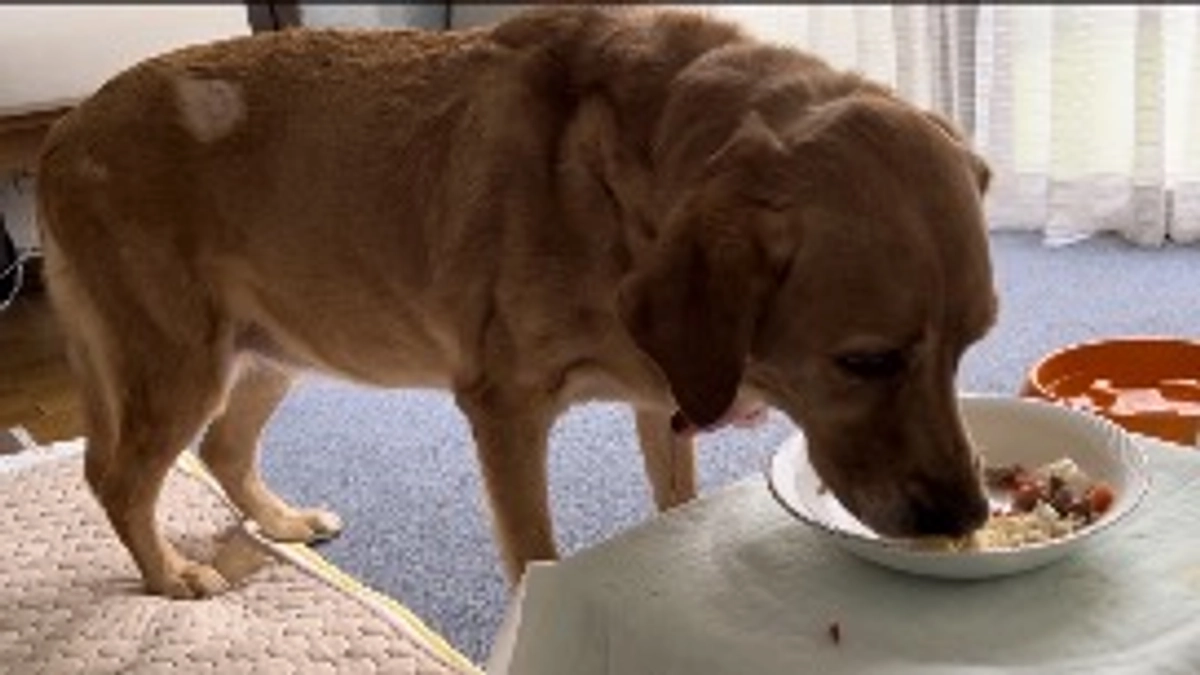 ごはんを頑張って食べてる！