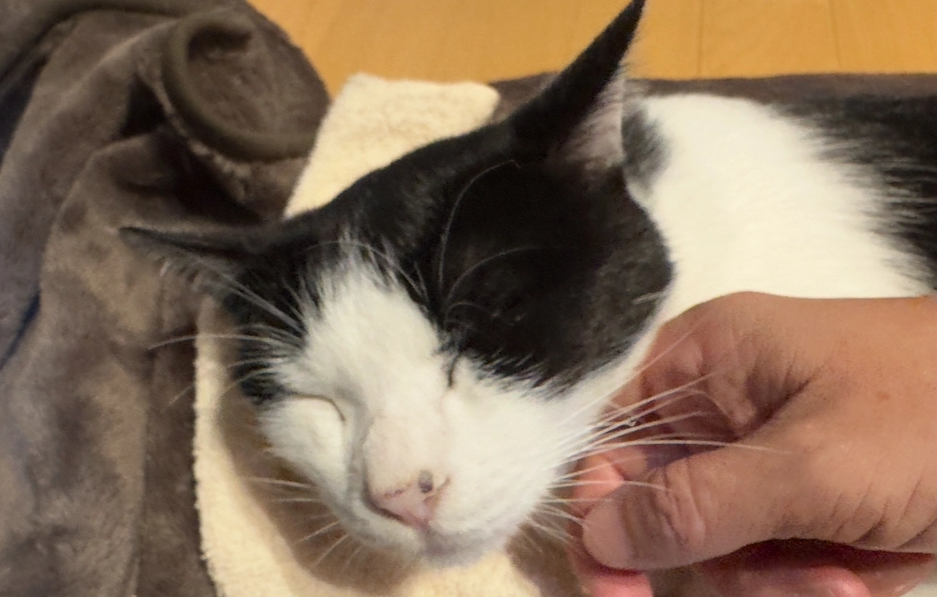 アテネのご飯切り替え調整