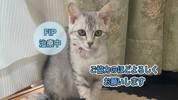 FIP闘病中！生後4ヶ月の子猫モナにご支援をお願いします！