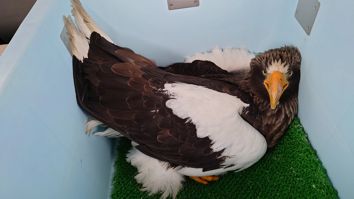 今年こそ鉛中毒発生０年にしたい！