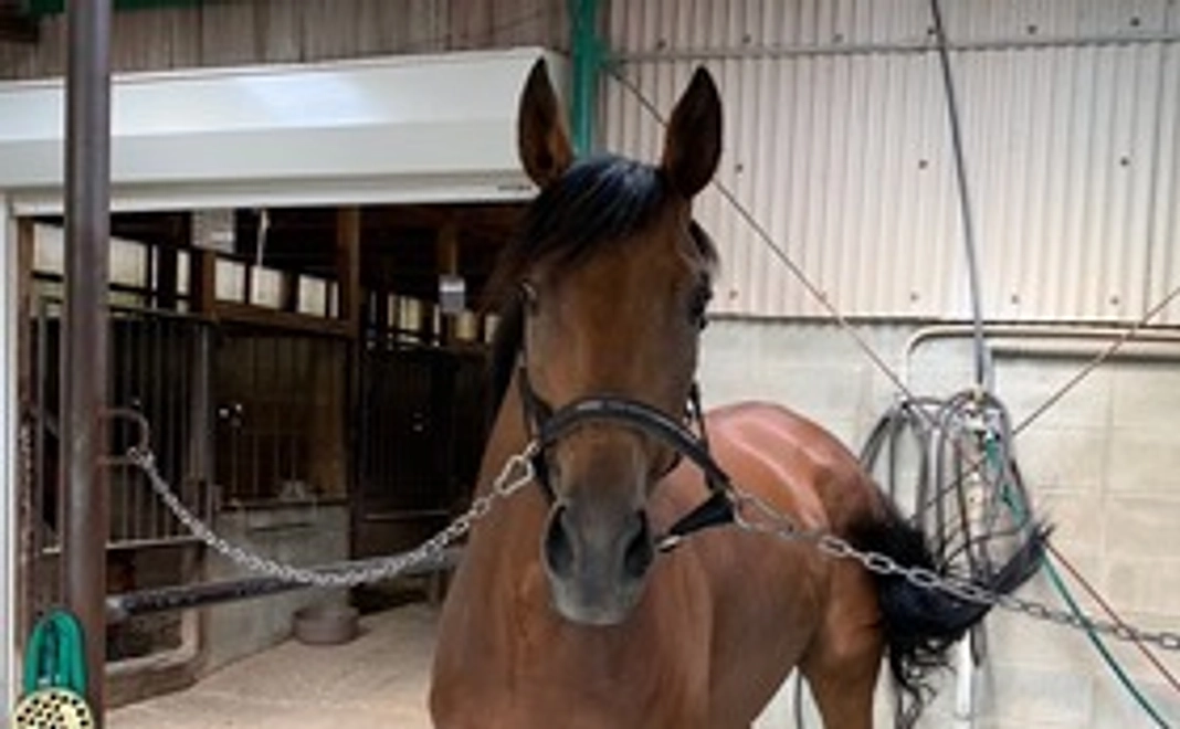 [5000円] プーリアフレイバー号に次の活躍の場を