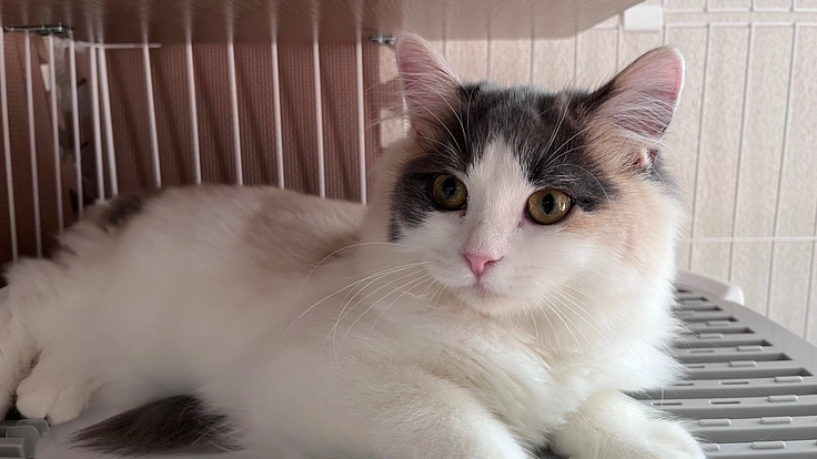 おもちの命を救ってください!FIP猫伝染性腹膜炎治療費が必要です