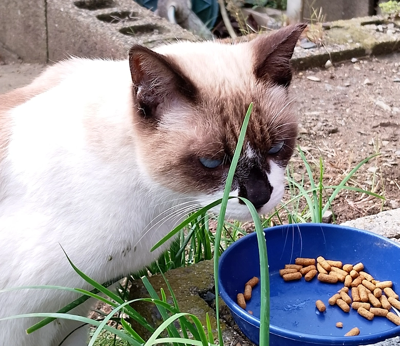 またもや、怪しい猫ボランティア男性が‼