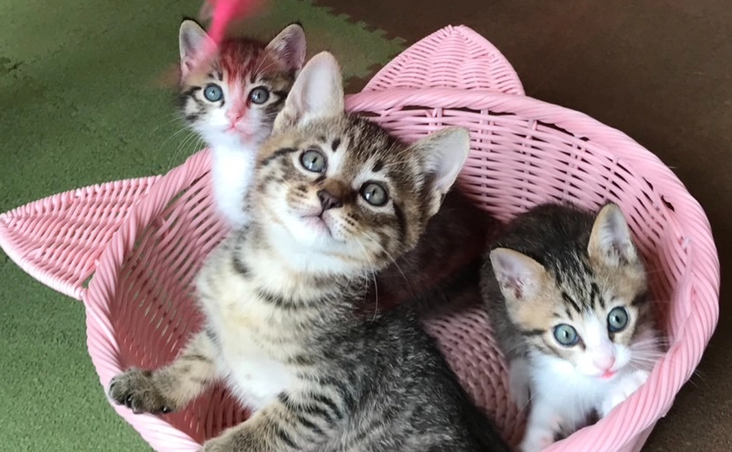 毎月全力応援コース　522円