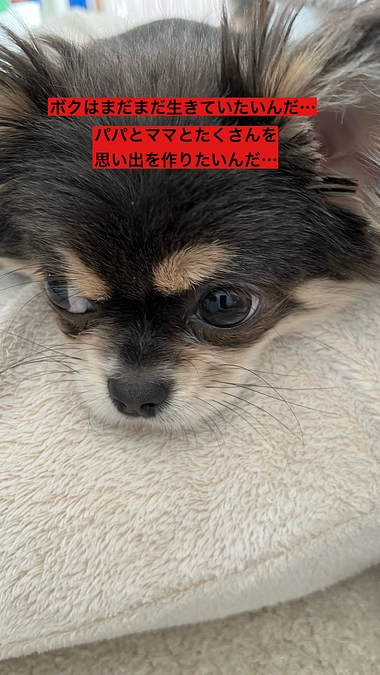 もう時間がありません・・・　どうか、しなもんを助けてください　活動報告20回目