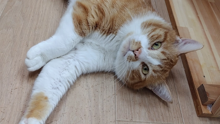 親子で保護!!猫21匹の飼育費のご支援お願いします!第3段