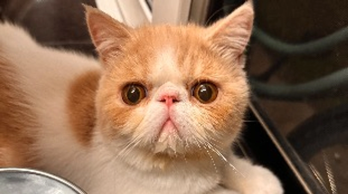 雹が降ったどー