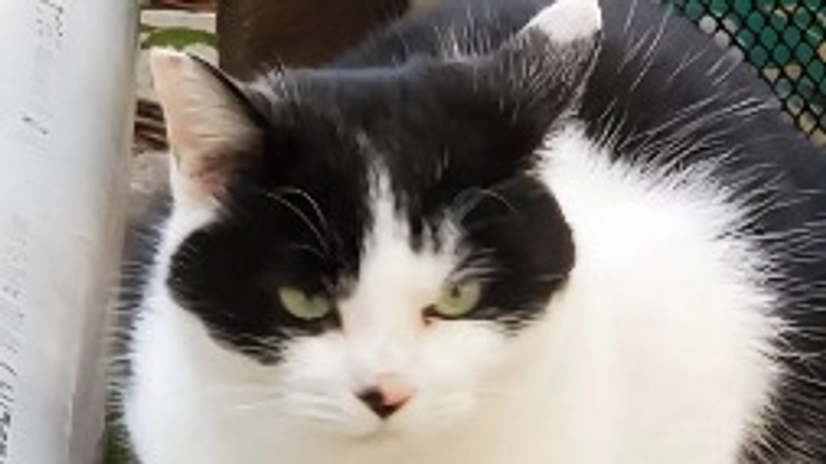 外猫ちゃんだった頃のマリア🐱