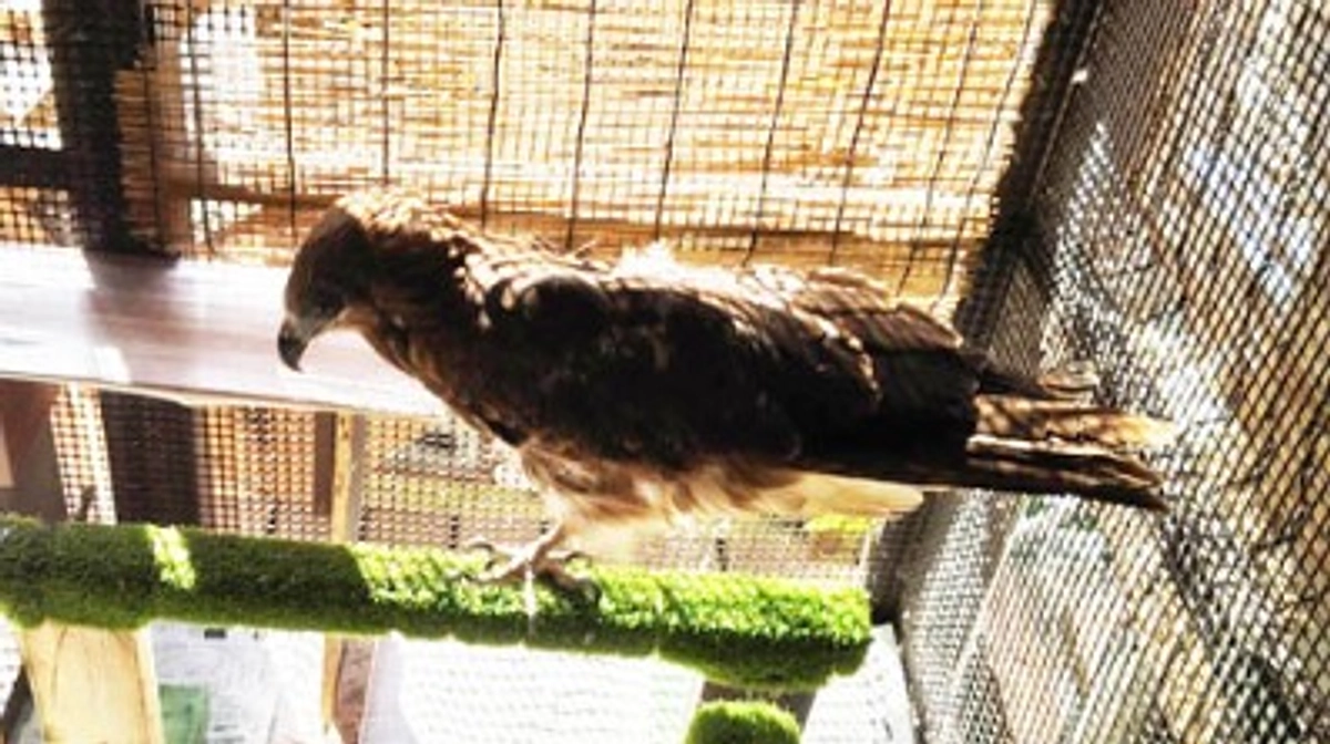 GPSの装着試験を始めました