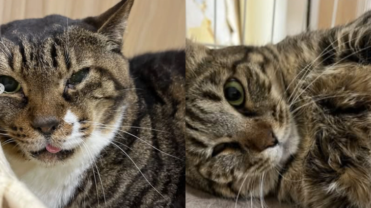 頑張っている保護猫たち＆本日も緊急で犬の引き取りに行ってきます