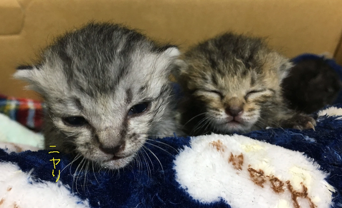 避難所より　赤ちゃん猫の成長記録2023/04/21～05/08と共に暑中お見舞い申し上げます。