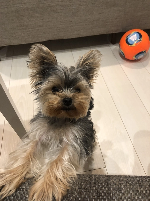 豆太郎の呼吸音