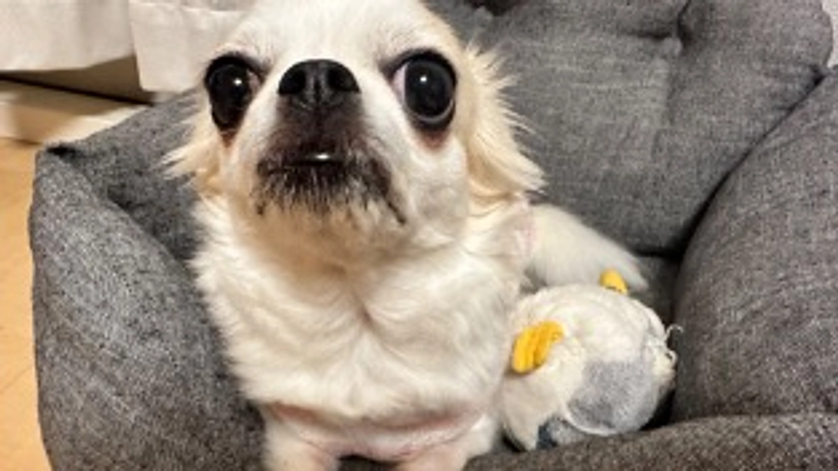 ごはんと投薬方法について🍚💊