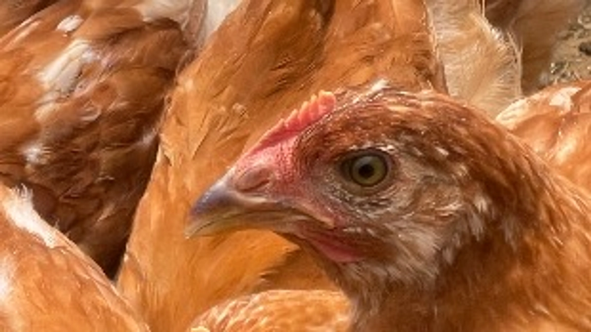 登録と資金分け