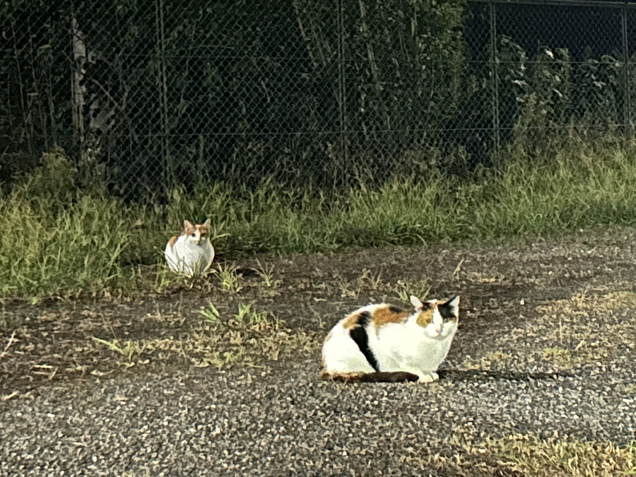 活動地域の拡充