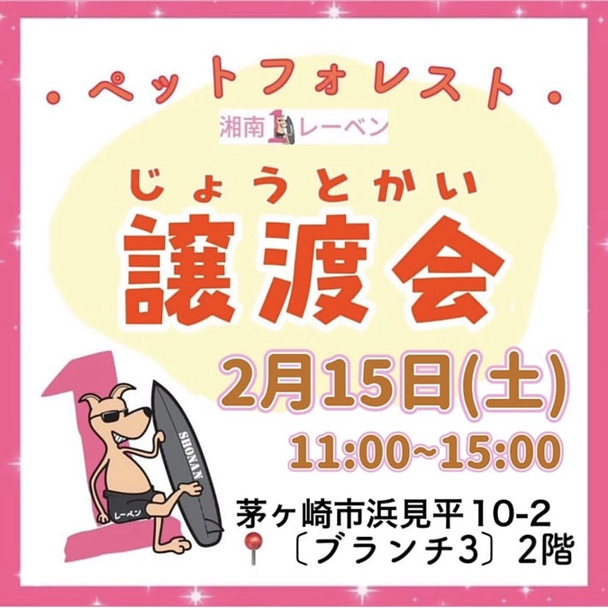 2月15日は譲渡会です。オリバーの成長