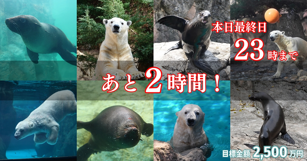 オットセイに快適な環境を！～プロジェクト終了まで【あと2時間】皆さんと共に目標達成へ～～