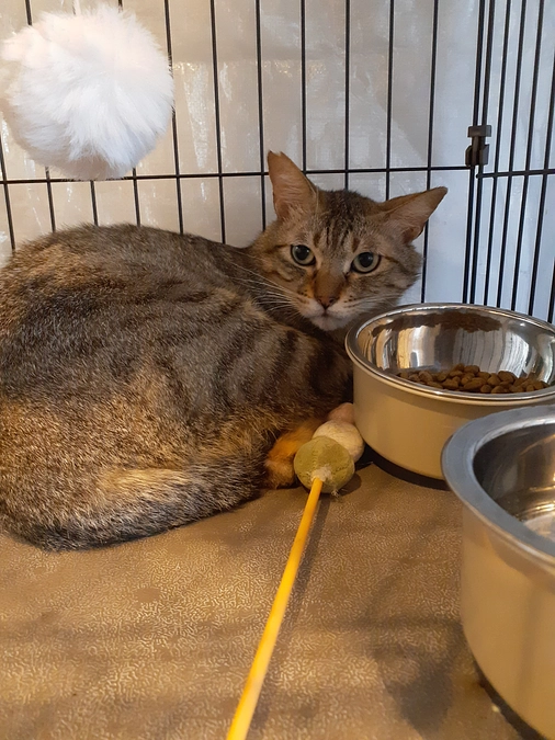 【もみじ君】病院へ