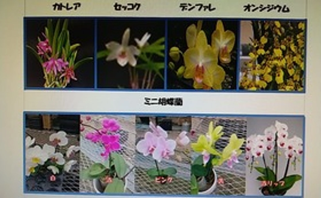 着生ランと返礼品(持ち帰り)