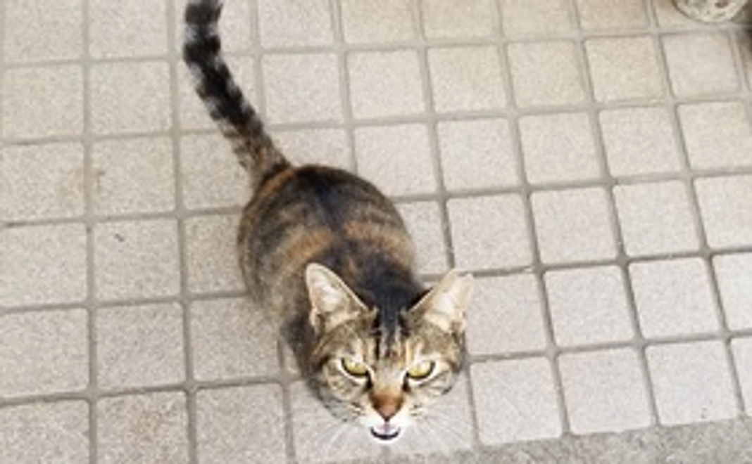 全額応援 にゃあを探すためにお力をください！