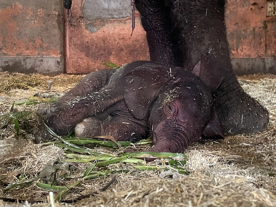 第100号記念動画　アオが生後3か月を迎えました