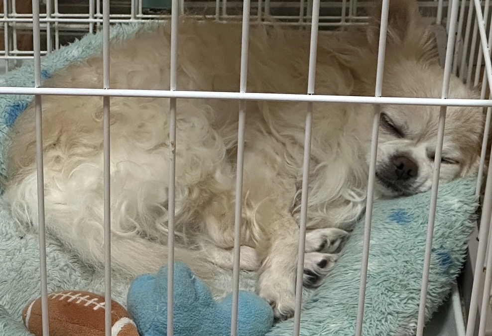 午後から呼吸数が多くなり心配でした💦