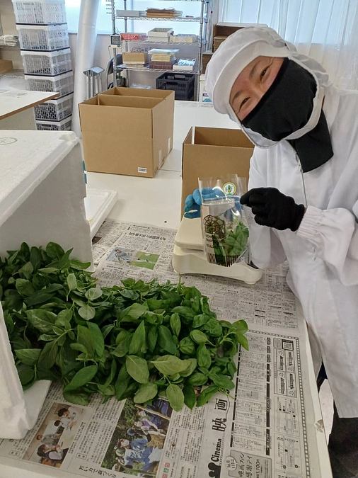 ～今日も笑顔で温泉バジルを収穫・選果♪～カウントダウンスタート！！残りあと9日！！～