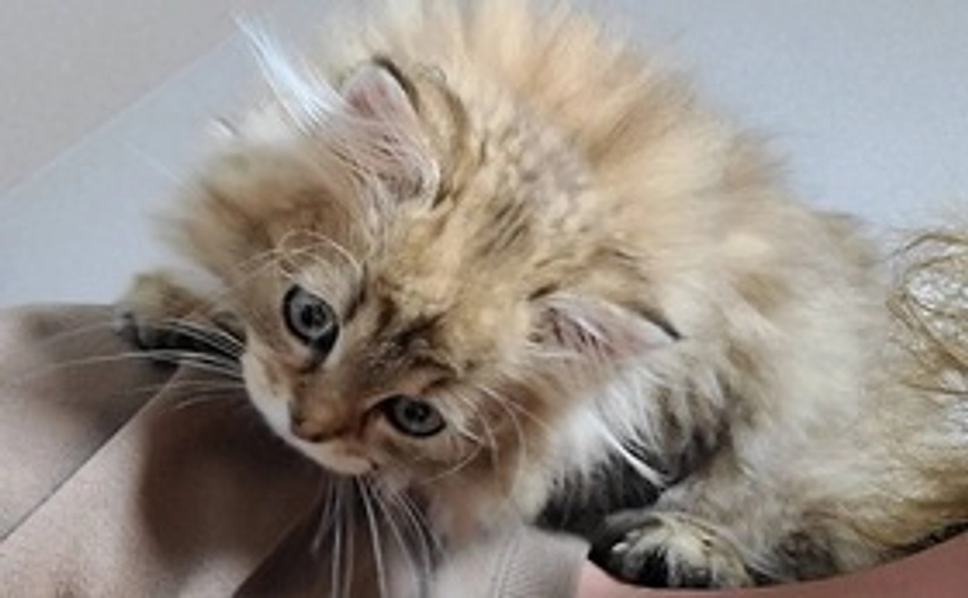 3000円ご支援ありがとうございます！