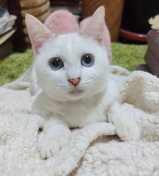 クラウドファンディングスタートです！