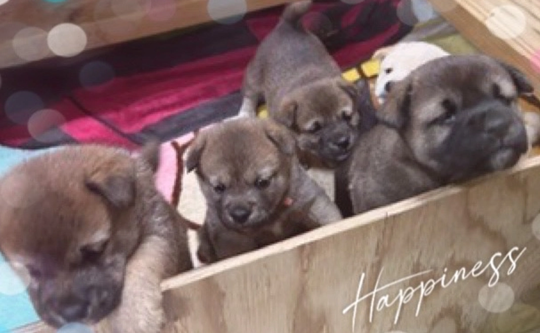 小さな命守り隊