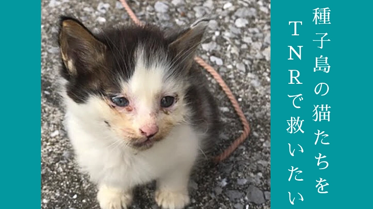 野良猫であふれる種子島。傷ついた猫たちに治療と不妊手術を!