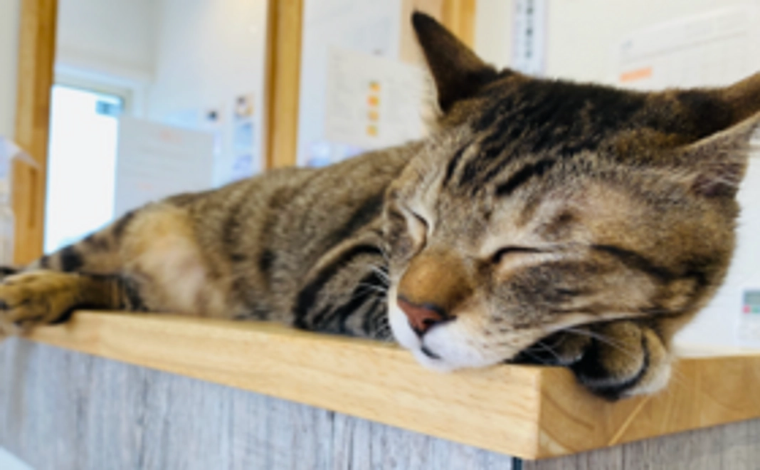 にゃんこ幸せ応援コース