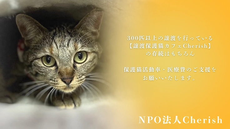 NPO設立ここからが本番!猫たちの命をつなぐために