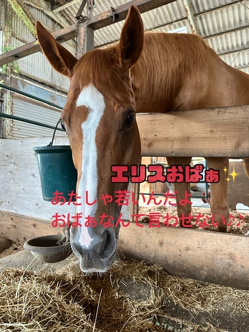 あんらいえんホースの馬🏇✨️とワンコ紹介🐕🐾
