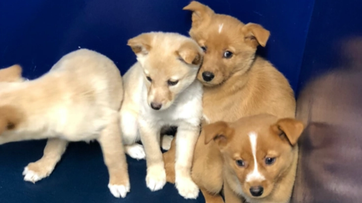 行政に捕まれば殺処分されてしまう野犬達を助けたい！！！