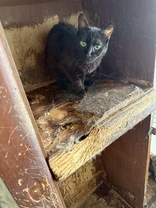 多頭飼育破綻…　救えないことに自問自答の日々