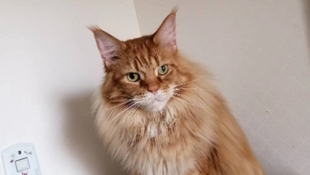 残り30時間です