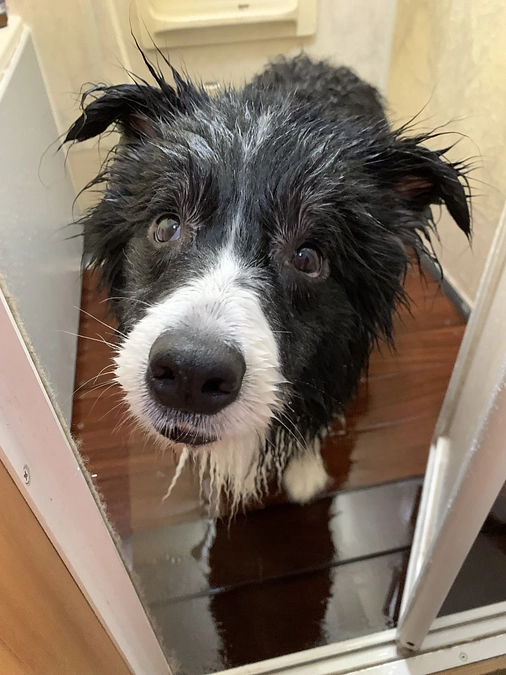 シャンプーしました！